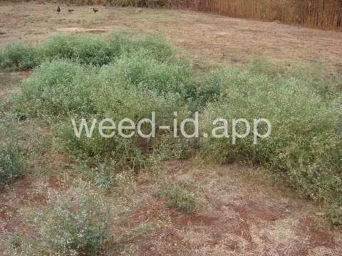 parthenium, ragweed